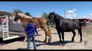 EXCITING announcement! What's happening with all the recently rescued Belgian Draft horses?