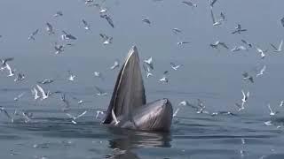 Are you really serious?  An Eden's whale  opens up the mouth and trap feeding the fishes