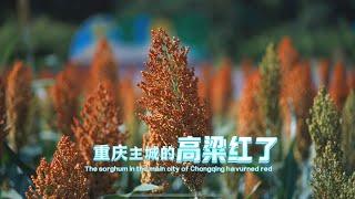 Sorghum is red