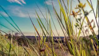 Timelapse field grasses in the wind 4K/Таймлапс полевые травы на ветру