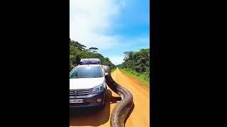 #Shortsvideo #nature #animals #watersnake #owl #snakevide#amazingsnake #dragonsnake#viral #amazonia