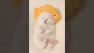 Tiny Cat's First Steps –  So Adorable and Brave! | #baby #kitten #new #cute #catlovers