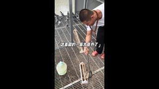 The pigeons are so fed up that they laugh. #ZhaoHongang #Tongbei fist #daily life