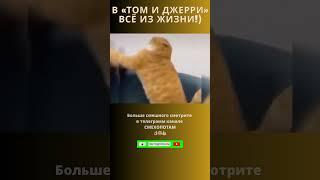 В «Том и Джерри» всё из жизни short #shorts