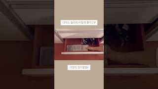 다이소 퀄리티 이렇게 좋다고?
