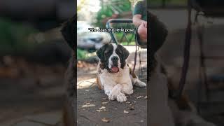 Funny Street Portraits with a St. Bernard! | Dog Photography in the Fall  | Sony A7CII, 35mm + 85mm