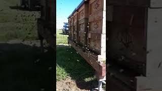 Bienen Imkerei, Endlich!!!! TRACHTFLUG!!!