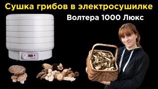 СУШИЛКА Волтера 1000 Люкс: СУШКА ГРИБОВ ЗА 8 ЧАСОВ