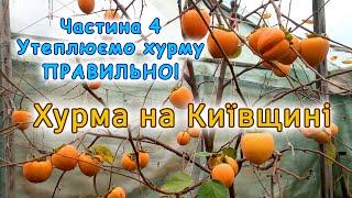 Підготовка саджанця хурми до зими. Огляд врожаю хурми Східної