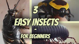 3 Easy Pet Insects for Beginners | Beetles, Millipedes & Cockroaches!