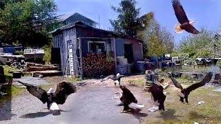 Dozens Of Huge Bald Eagles Swarm & Scare My Wife In Fisherman's Backyard!