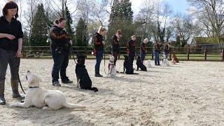 Behind the scenes residential dog training - see how we train!  Adolescent Dogs