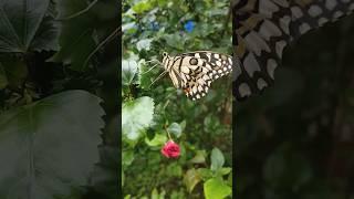 #Butterfly in search of honey.... 