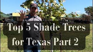 Shade Trees for Texas Part 2