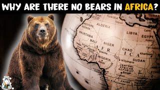 Why Are There No Bears in Africa?