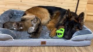 Adorable German Shepherd Babysits Foster Kittens