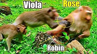 Oh god..!! Viola queen monkey @ngry with Rose and B___,īite Rose want baby Robin..