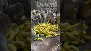 Почему ОБЕЗЬЯНЫ любят БАНАНЫ? 