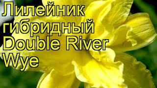 Лилейник гибридный Дабл Ривэ Вай. Краткий обзор, описание hemerocallis Double River Wye