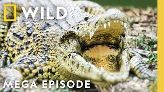 It Smelled of Death: Brutal Moments in the Animal Kingdom MEGA EPISODE Compilation