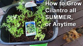 How to Grow Cilantro Seeds See Tips Coriander EASY from Seed at Home Indoors & Out Container Garden