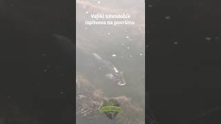 Silver carp floats to the surface  #silvercarp #tolstolobik #fishingvideo #fishing #ribolov