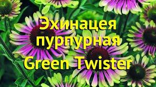 Эхинацея пурпурная Грин Твистер. Краткий обзор, описание echinacea purpurea Green Twister