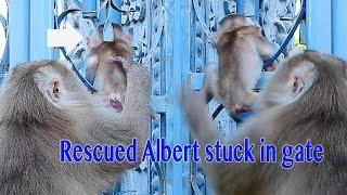 So Great Mama Ally Quickly Rescue Baby Albert Stuck In The Gate