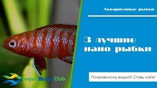 3 лучшие рыбки для нано аквариума: бадис красный "Скарлет", элассома Эвергладей, гуппи Эндлера