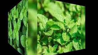 Enpotans Fèy Melis an Angle Lemon Balm.mp4