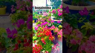 Beautiful Bougainvillea! #bougainvillea #gardening #terracegarden