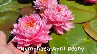 нимфея April Peony (кувшинка Апрельский Пион), nymphaea April Peony