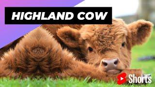 Highland Cow  One Unique Animal You Won't Believe Exists #shorts