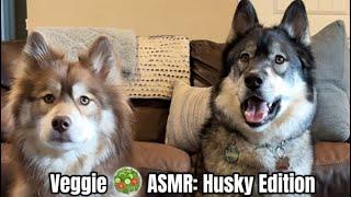 Huskies try veggies and it goes SO WRONG 