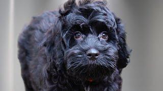 The most ADORABLE Cocker Spaniel/Poodle puppy 