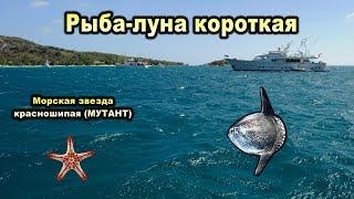 РР3. Рыба-луна короткая. Морская звезда красношипая - мутант на ББР