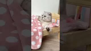 #cat video how to kucing# meong meong#حصان بيرقص# cat videos #