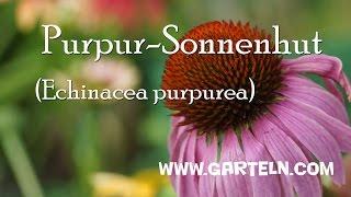 Echinacea purpurea (Roter Sonnenhut) im eigenen Garten