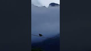 Bird's Sound | Voice | the chirping of the bird |