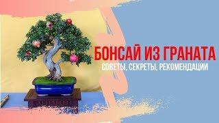 Бонсай из граната. Секреты выращивания, советы по уходу, рекомендации