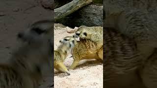 Meerkats (Suricatta suricatta) fighting in the desert #viralvideos #travel #wildlife #viralshorts