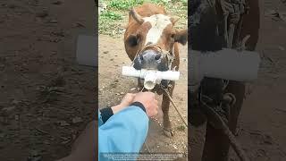 How Vets Save Cows From Swallowed Metal | Magnet Removal