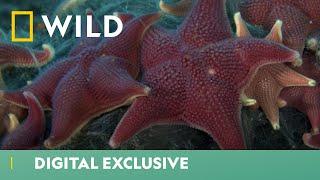 Are These Starfish As Harmless As They Seem? | Wild & Weird | National Geographic WILD UK