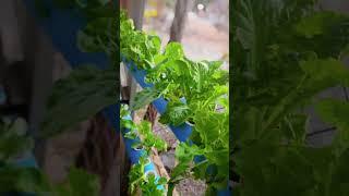 Chinese Cabbage Hydroponic Ninja Farm #shorts #hydroponics #gardening #ninjafarm #farm