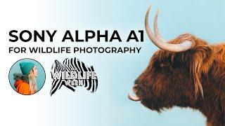 Charly Savely: Sony Alpha a1 for Wildlife Photography: Conversation and Q&A | #BHWildlifeWeek