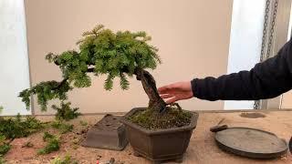 Shaping a Yew Bonsai