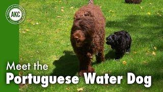 Meet the Portuguese Water Dog