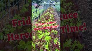 See How We Get Our Lettuce Ready for Our Market! #lettuceentertainyou #lettucefeast #celebratefresh