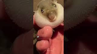 Why Do Pufferfish Inflate Like Balloons?  #Shorts #OceanFacts #WildFacts #facts #wildlife  #sea