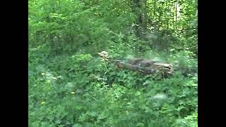 Part 8 Bagnowka Jewish Cemetery, Bialystok, Poland 2007